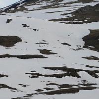  Une harde de 20 chamois