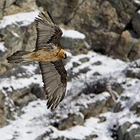  Gypaète barbu (photo d'emprunt)