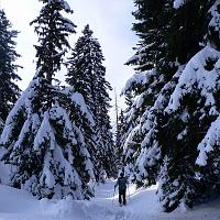  Que la forêt est belle ... et vaste