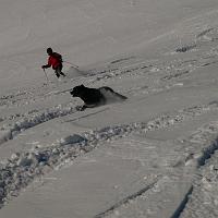  et son chien
