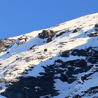  Les chamois nous observent